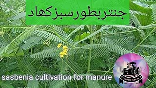 jantar ki kasht dhaincha in Pakistan  sasbenia cultivation for fertilizer  tractors tube pk [upl. by Nomead]