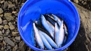 Jigging for Pacific Herring  Fishing in Oregon [upl. by Ahcsropal]