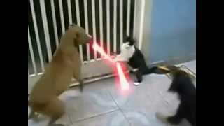 Jedi Cat with lightsabers  Fights off Dogs [upl. by Nairbo659]