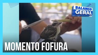 Barbeiro que fez quotcorte de cabeloquot em passarinho fala com o Balanço Geral [upl. by Ynahpets]