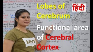 Lobes of cerebrum  Functional areas of Cerebral cortex in Hindi [upl. by Cohby]