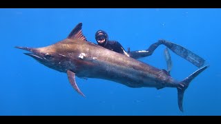 Spearing a 142kg Black Marlin on Reel Guns [upl. by Sikorski]