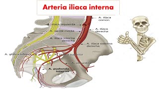 Arteria iliaca interna irrigación de la pelvis  parte 1 [upl. by Eliseo]