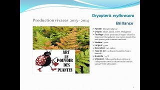 Dryopteris erythrosora Brillance plante vivace [upl. by Finbar]