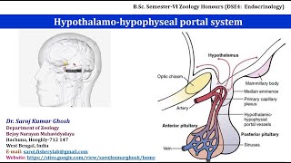 Hypothalamohypophyseal Portal System [upl. by Anthiathia305]