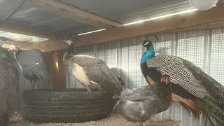 Exciting times ahead new peahen and nesting box in aviary [upl. by Pavkovic]