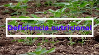 Detección de deficiencias nutricionales en los cultivos [upl. by Anabelle]