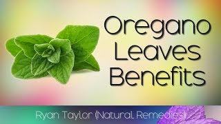 Oregano Leaves Benefits and Uses [upl. by Cutter105]