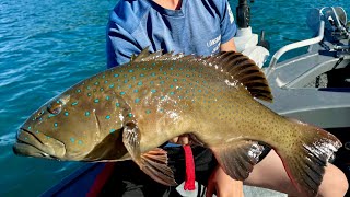 Melbourne to Airlie Beach camping and fishing [upl. by Teodoor544]