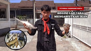 Cara Mengawetkan Ikan Part 2  Taxidermy [upl. by Eornom]