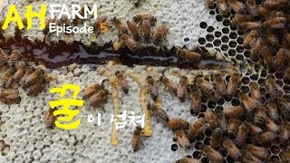 Ah Farm Episode 5  꿀이넘쳐뉴질랜드 양봉 [upl. by Ecirb]