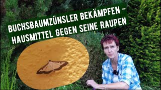 Buchsbaumzünsler bekämpfen  Hausmittel gegen seine Raupen [upl. by Anne-Corinne188]