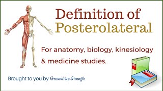 Posterolateral Definition Anatomy Kinesiology Medicine [upl. by Raynata]