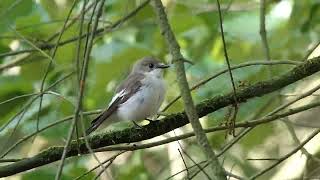 3 soorten vergelijken kleine vliegenvanger bonte vliegenvanger grauwe  3 flycatchers 70 [upl. by English]