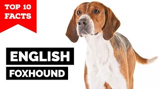 English Foxhound  Top 10 Facts [upl. by Ykcir]