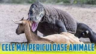 10 Cele Mai Periculoase Animale De Pe Glob [upl. by Hsirrehc]