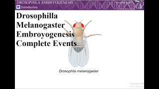 Drosophila Development4 Dorsal Ventral Axis Formation Drosophila  Developmental Biology CSIR NET [upl. by Karalee]