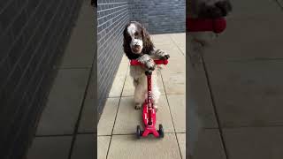 Springer Spaniel Shows Off Her Scooter Skills [upl. by Esmeralda]