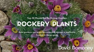 Top 10 Rockery Plants For Alpine Gardens [upl. by Girvin904]