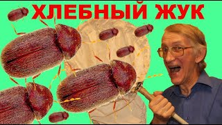 Как Избавиться от Хлебного Точильщика или Аптечного Жука Stegobium paniceum Anobiidae [upl. by Iva]