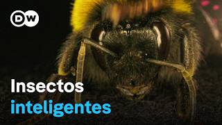 La asombrosa inteligencia de los abejorros las avispas y otros insectos  DW Documental [upl. by Anikahs]