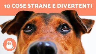 10 cose STRANE E DIVERTENTI che fanno i cani – Curiosità sui cani [upl. by Jerrine]