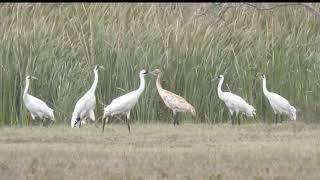 Whooping Cranes at Lamar TX [upl. by Riccardo958]