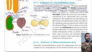 Morphology of flowering plants part 6  The Fruit  The Seed  Chapter 5 class 11 Biology NCERT [upl. by Skcirdnek772]