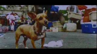 Beverly Hills Chihuahua trailer [upl. by Gabriello]