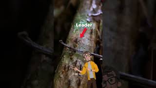 What Causes Ant Mill  Death Spiral of Army Ants facts random ytshorts shortsfeed infobiafacts [upl. by Candless]