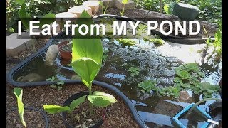 Edible Pond plants Water Celery Food To Grow in Fish Ponds [upl. by Ansley461]