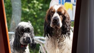 springer spaniel cocker spaniel [upl. by Artie]