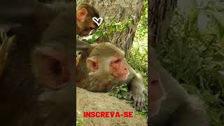 Som de Macaco Gritando shorts [upl. by Erlandson]