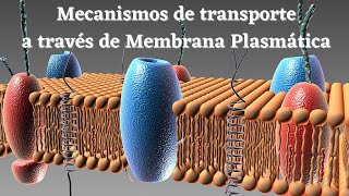 Estructura Celular Mecanismos de Transporte mediante membrana plasmática  Biología Celular [upl. by Yortal396]