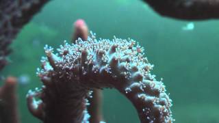 acropora formosa [upl. by Holsworth]