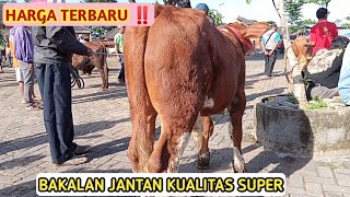 HARGA TERBARU ❗BAKALAN JANTAN SUPER EKONOMIS ‼️ Pasar siyono harjo Gunungkidul [upl. by Issirk]