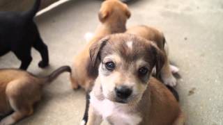 BeagleLabrador Puppies [upl. by Greenland435]