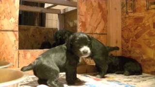 British Cocker Spaniel Puppies 4 Week Old [upl. by Morris]