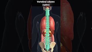 spine vertebral column  vertebral column and spinal cord foryou shorts [upl. by Azelea]