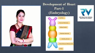 Development of Heart Part1 Embryology by Dr Rajitha Vanga [upl. by Molahs]