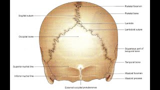 Skull  posterior view easy Norma Occipitalis [upl. by Engenia]