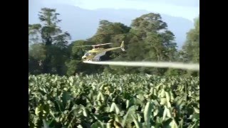 Spraying against Black Sigatoka in bananas [upl. by Nodroj]