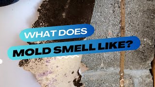 What Does Mold Really Smell Like [upl. by Merrell435]