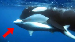 Footage Captures Killer Whales Attacking Great White Shark in South Africa [upl. by Sillek]