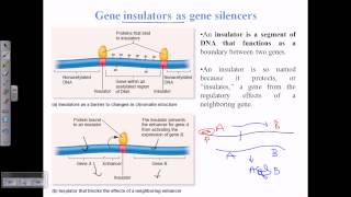 Gene insulators [upl. by Cordova391]