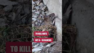 Use Eratication Rodent Bait to Eliminate Your Rodent Infestation [upl. by Alver]