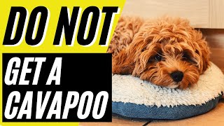 7 Reasons You SHOULD NOT Get a Cavapoo [upl. by Geirk103]