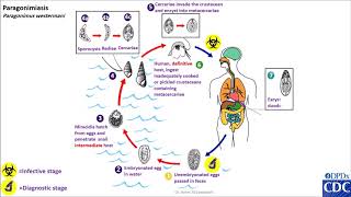 Paragonimus spp life cycle [upl. by Arhsub]