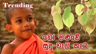 Bo Maluwe Sudu Weli Keta  බෝ මළුවේ සුදු වැලි කැට [upl. by Akayas]