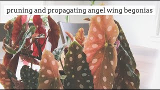 how to prune and propagate angel wing begonias [upl. by Napier641]